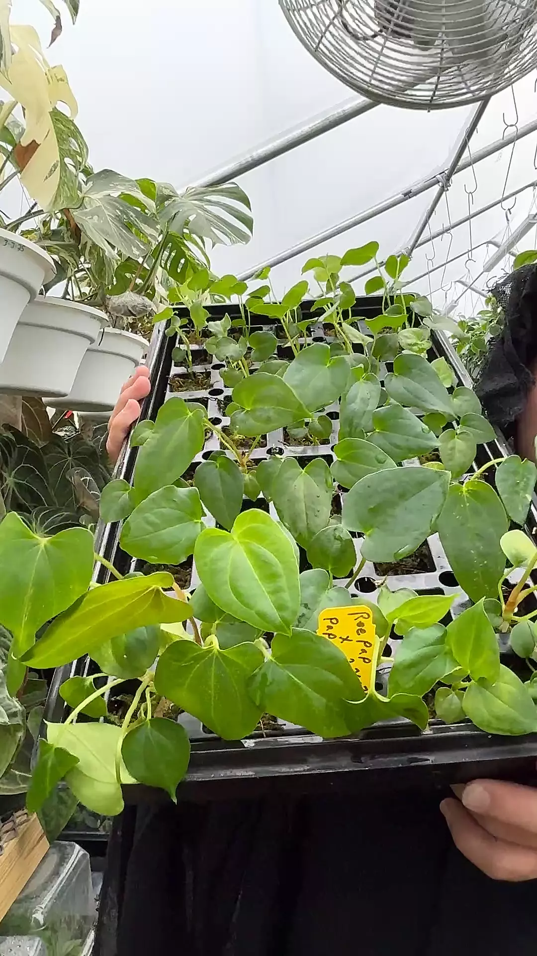 plant/re pap x pap 18 seedling  (qty 1 GC)-0