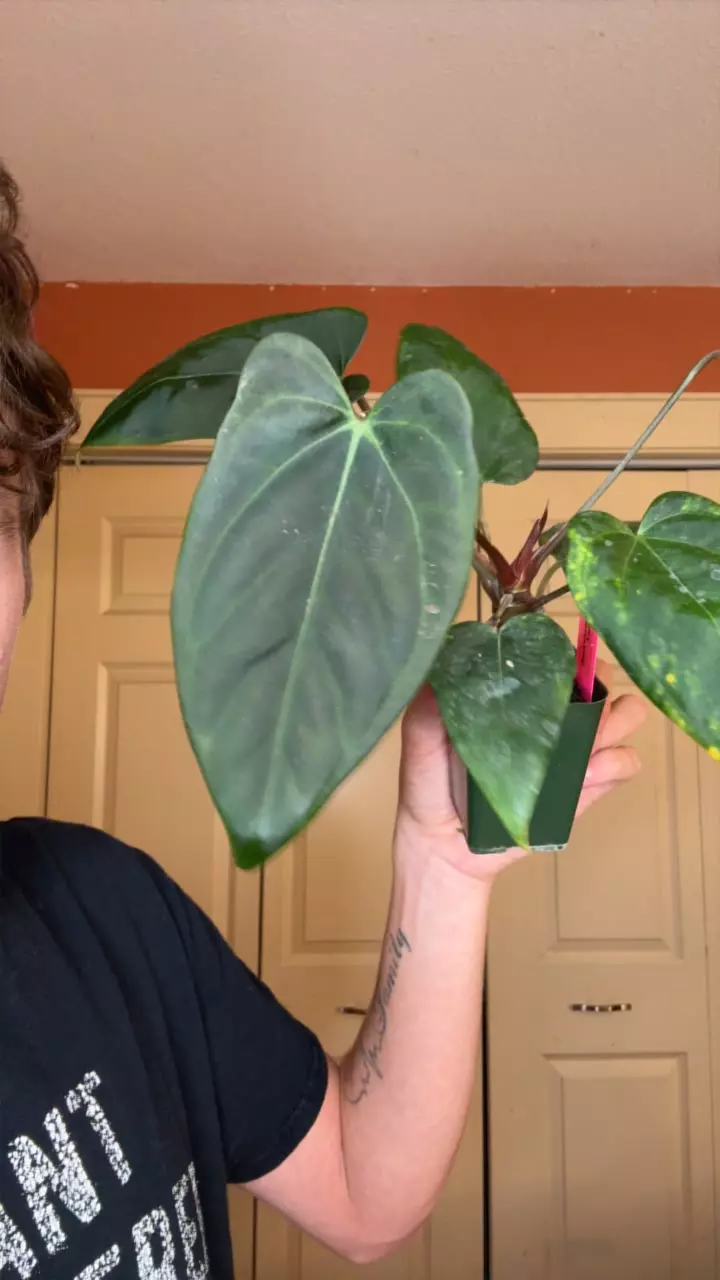 plant/(Black crystal x Dress) x Port-0