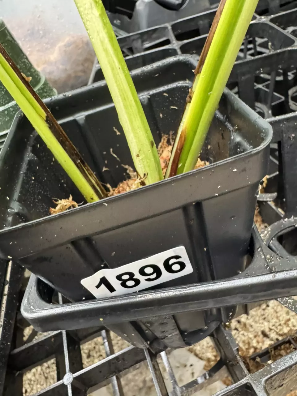 plant/1896 white lava-1