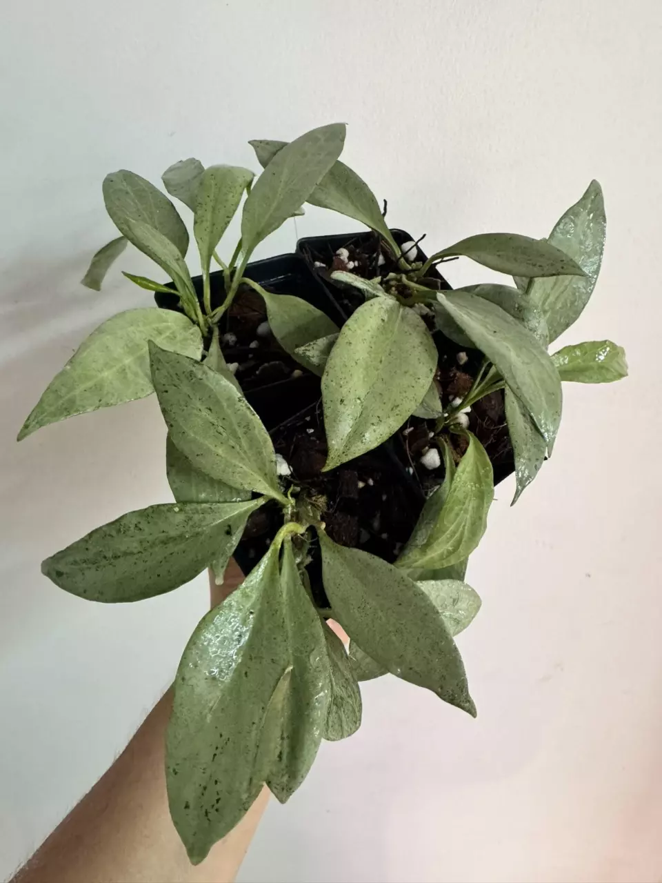 plant/Seller Choice Hoya NGG 3.5” deep-0