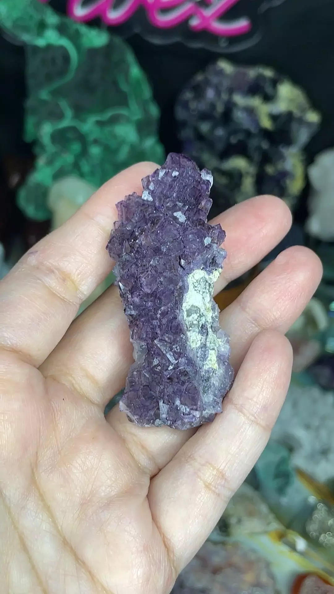 plant/Purple Fluorite-0
