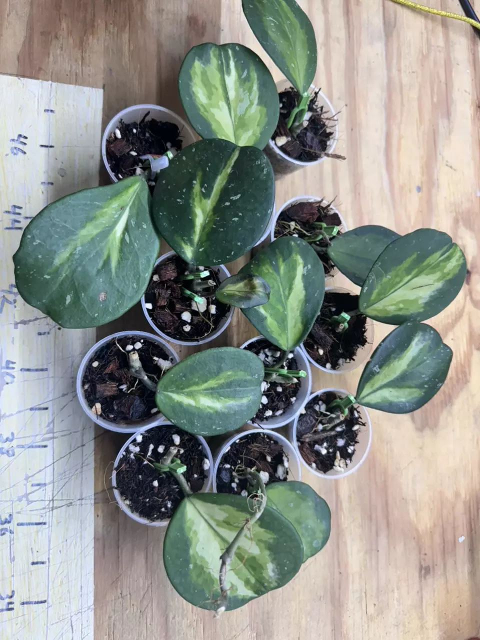 plant/Seller Choice Obovata inner splash-0