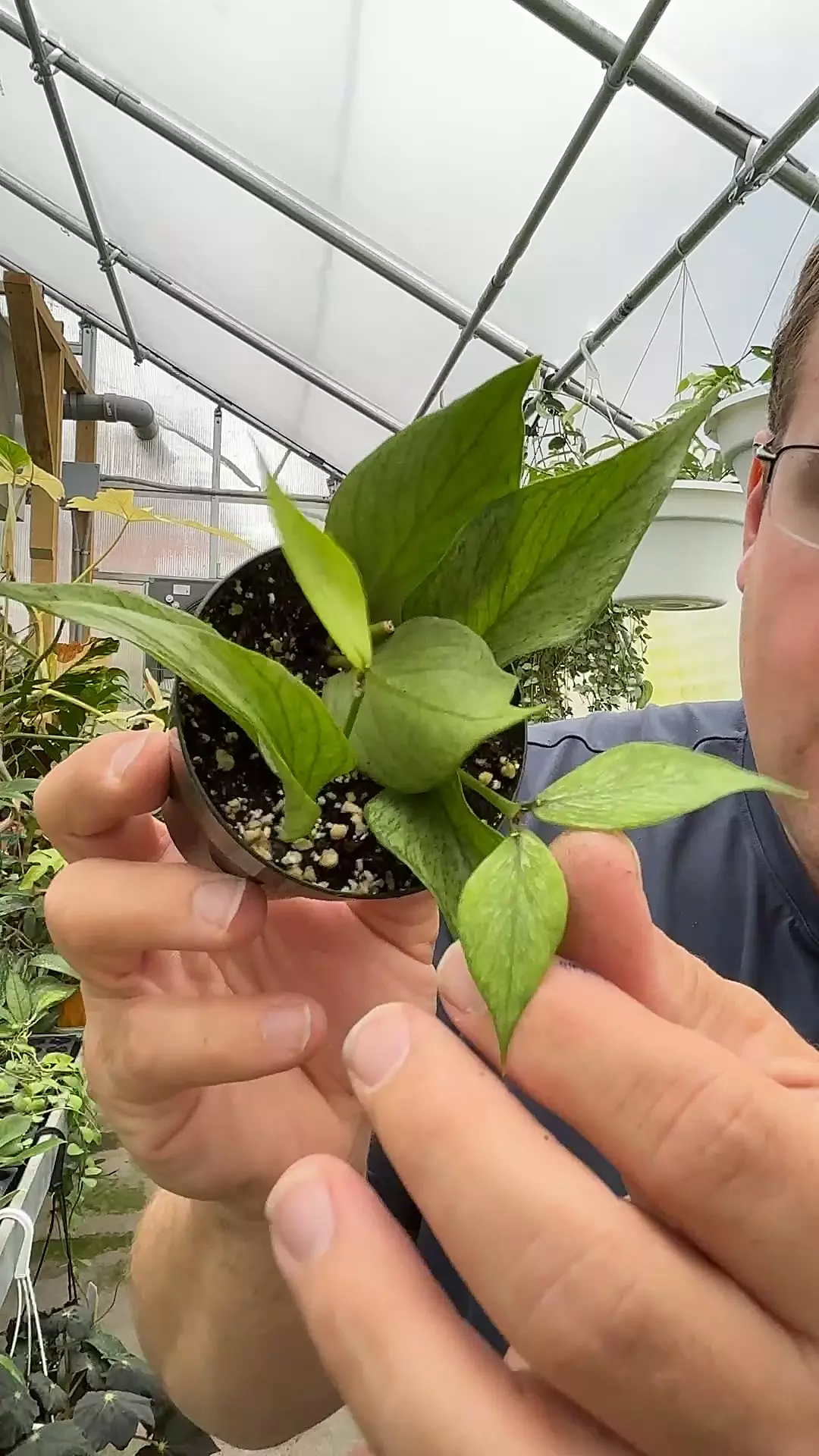 plant/044 Hoya polyneura silver-0