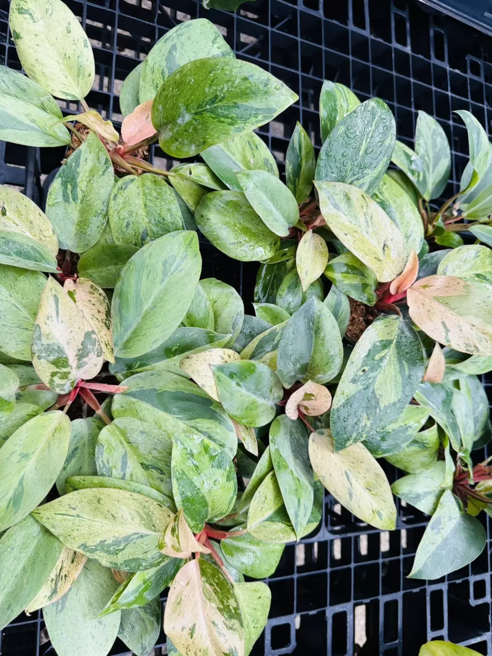 plant/red Congo dwarf growers choice.-0