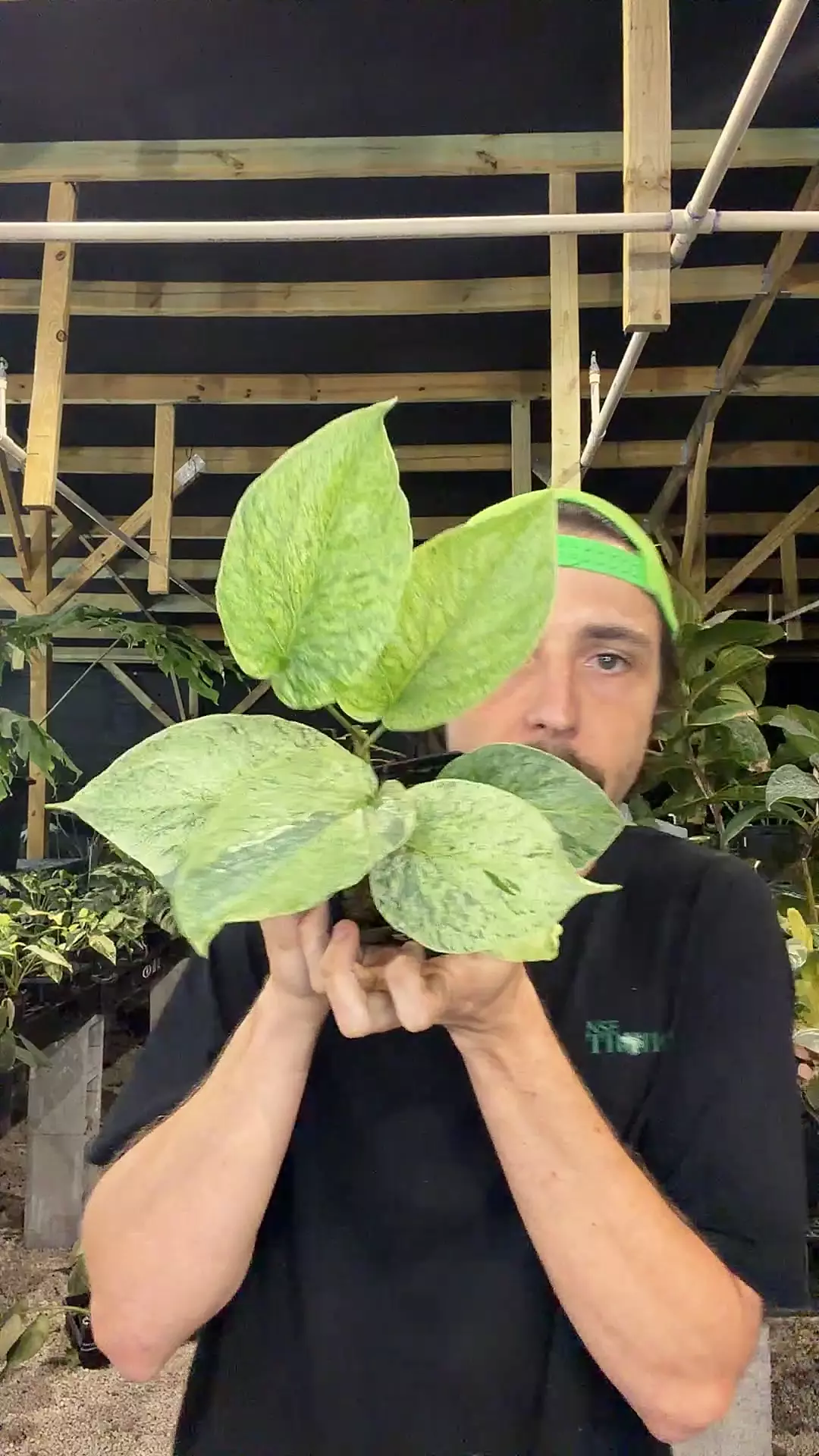 plant/growers choice Amydrium sp-0