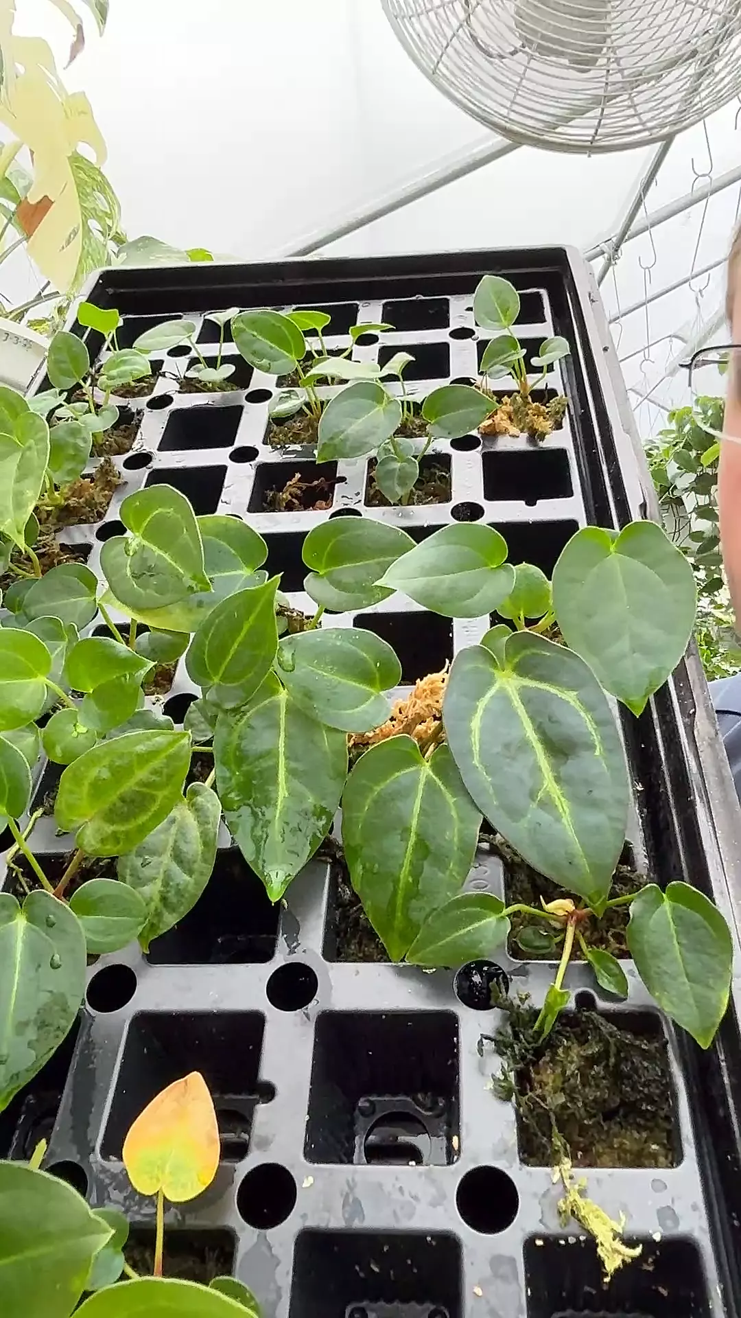 plant/Tim’s black x Carla 5x10 seedling (qty 1 GC)-0