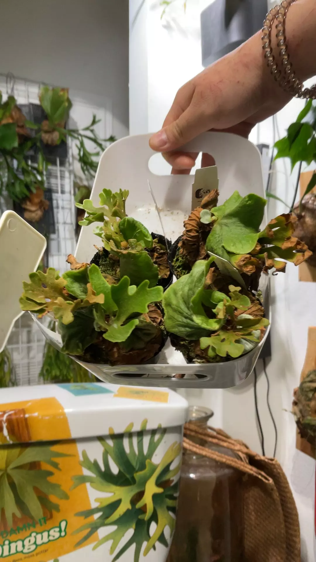 plant/Platycerium Ridleyi Dwarf Silver-0