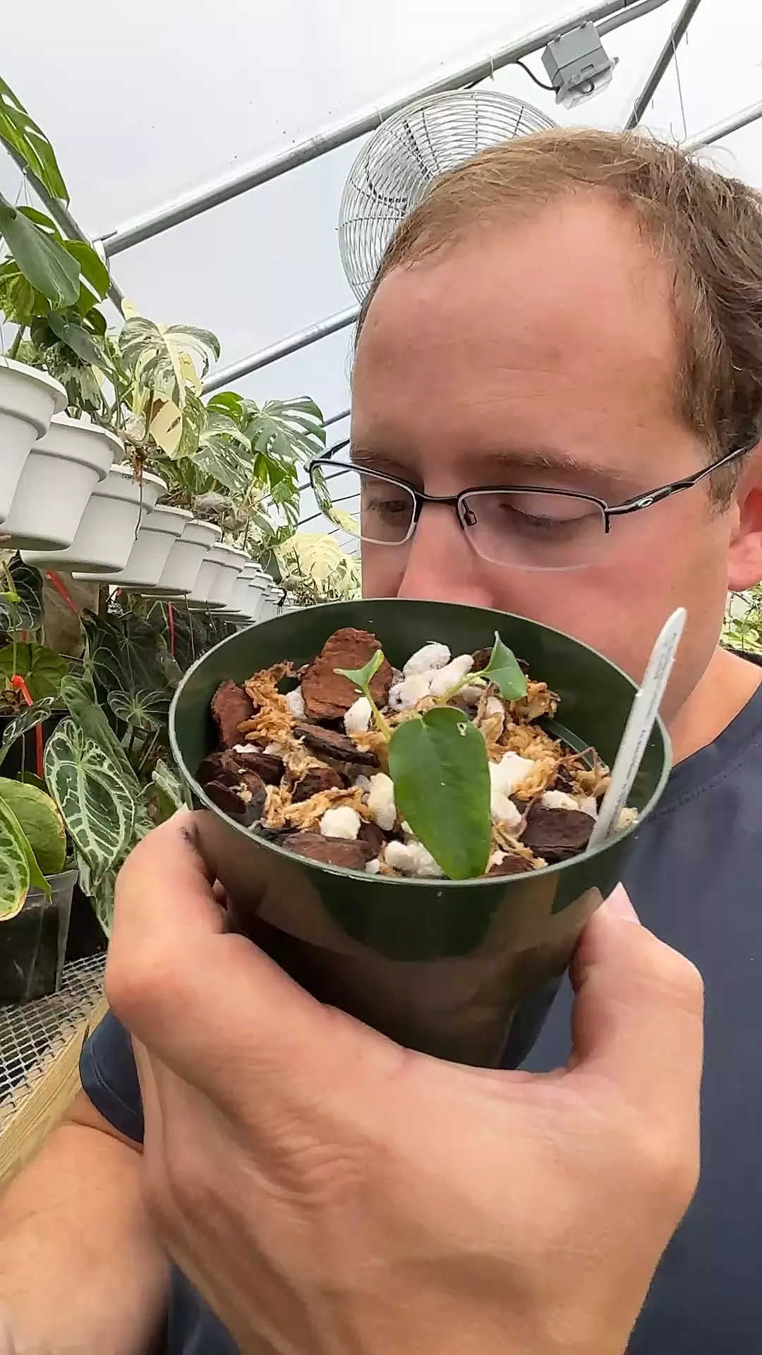 plant/Amelia’s delight-0