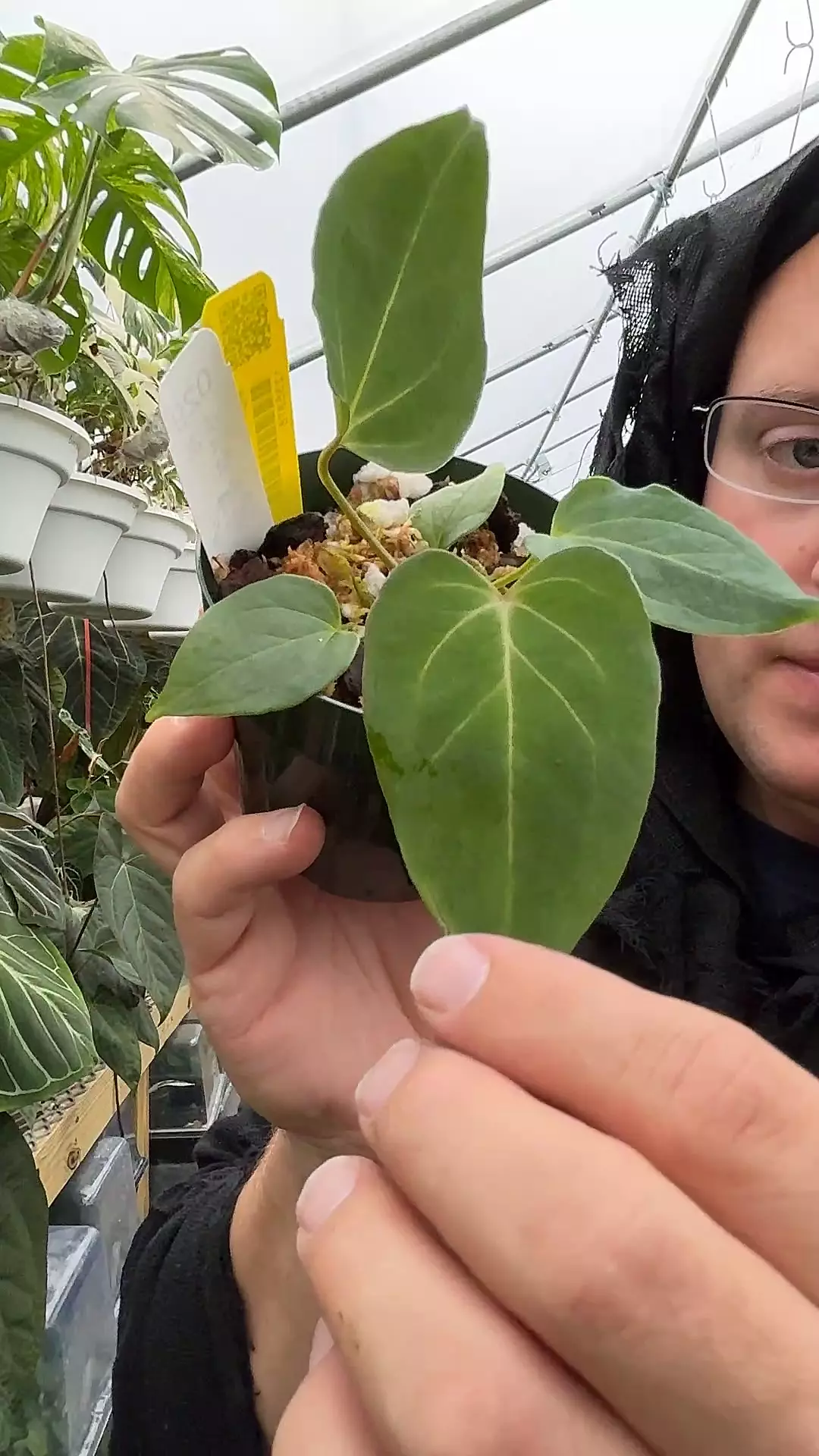 plant/029 king of spades x GY pap-0