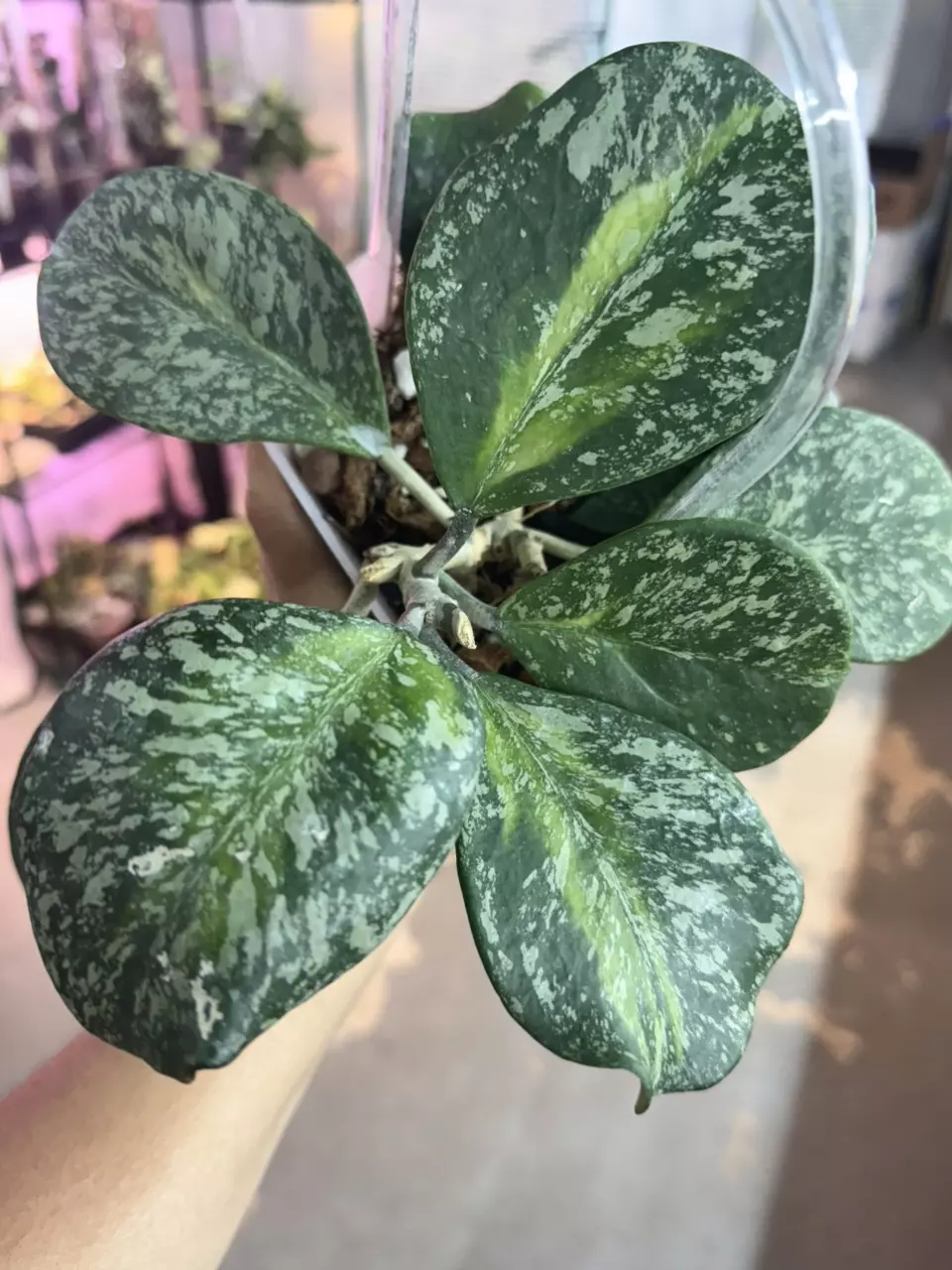 plant/Seller Choice Obovata inner splash-1