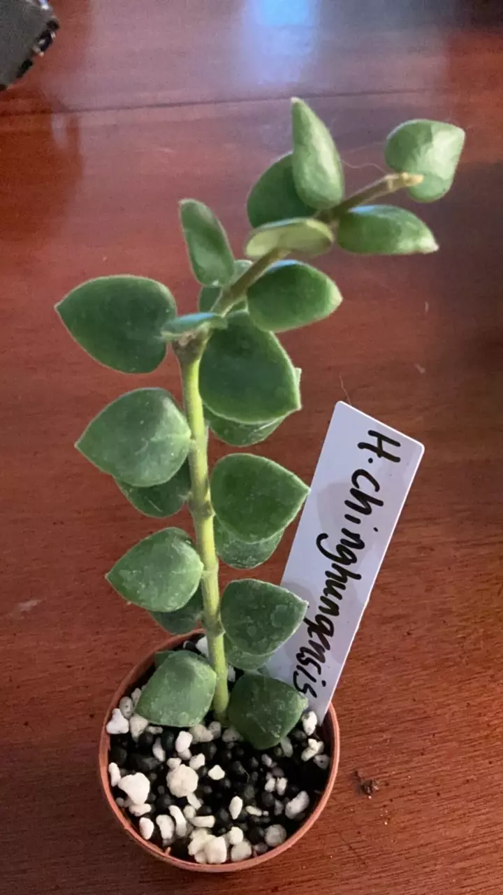 plant/#95 Hoya chinghunggensis-0