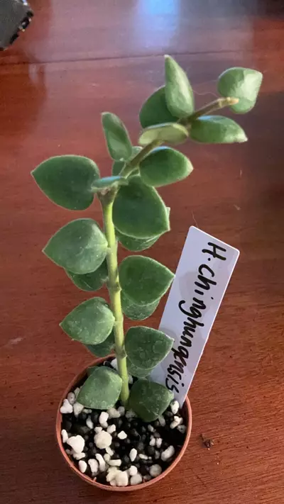 plant/#95 Hoya chinghunggensis-0-thumbnail
