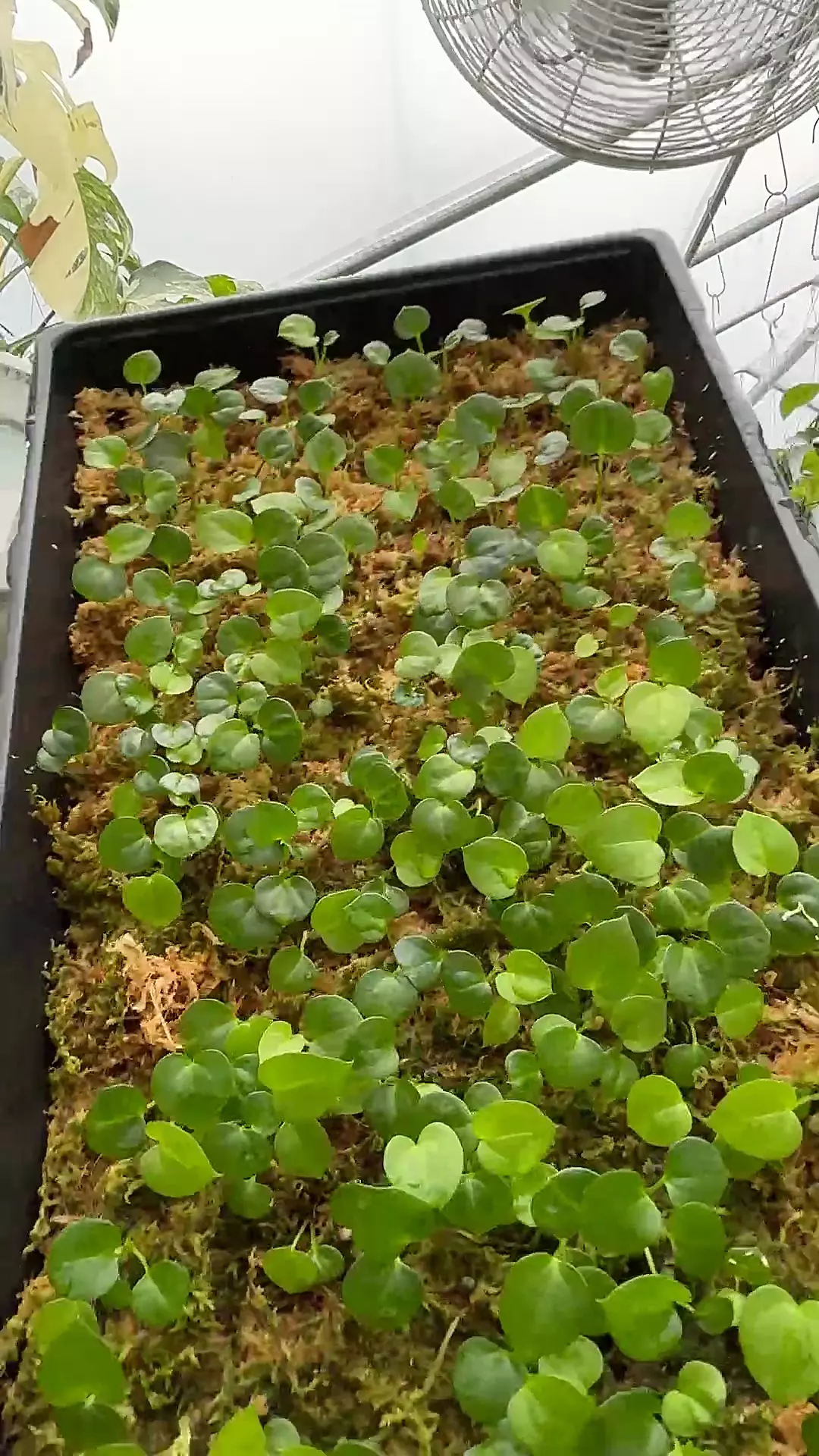 plant/AOS x FSRL seedling (qty 1 GC)-0