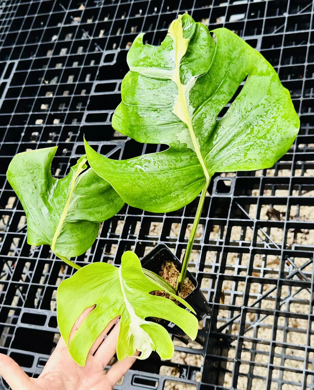 plant/1896 white lava-0