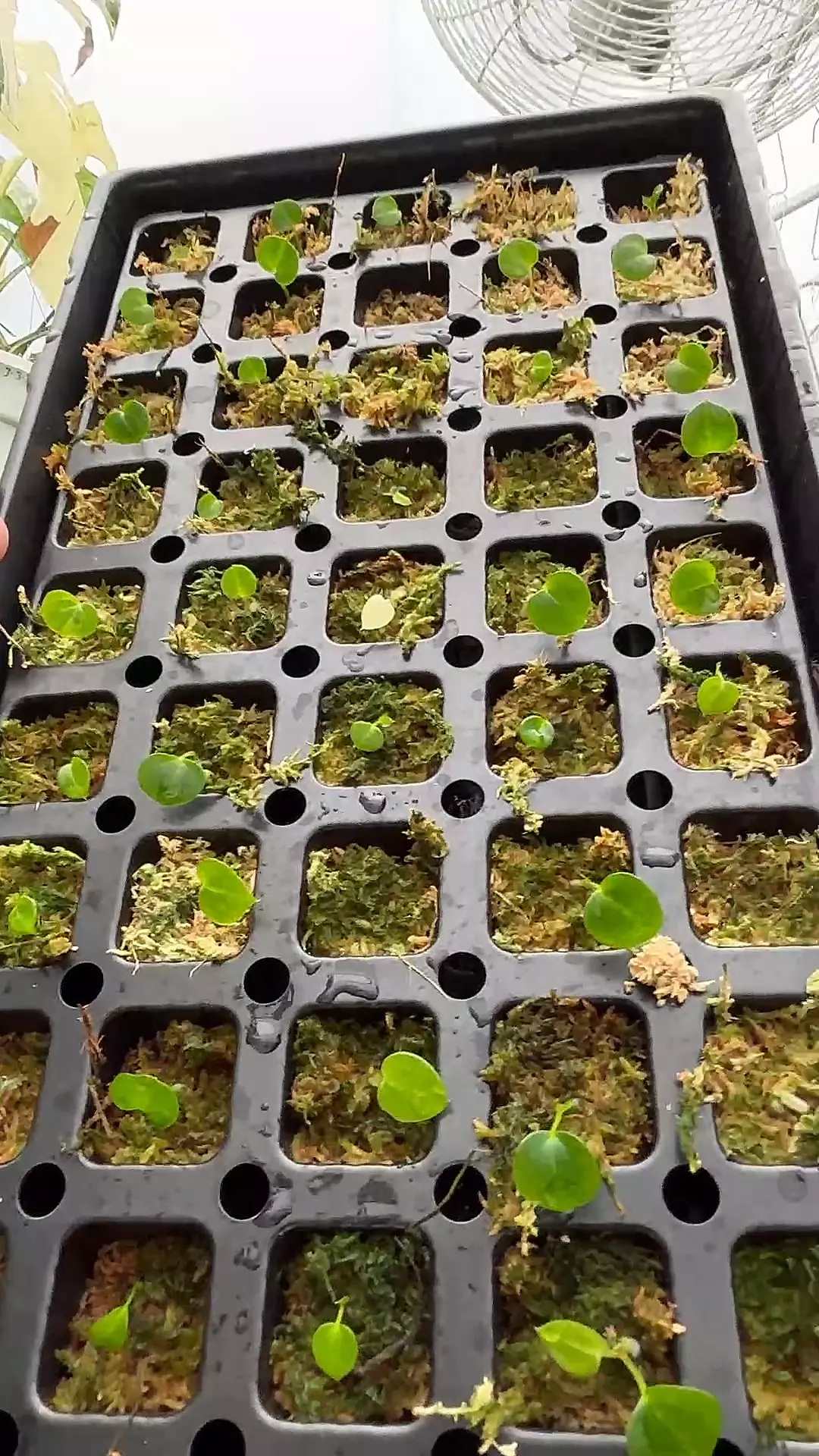 plant/FSRL x Carla 5x10 seedling (qty 1 GC)-0