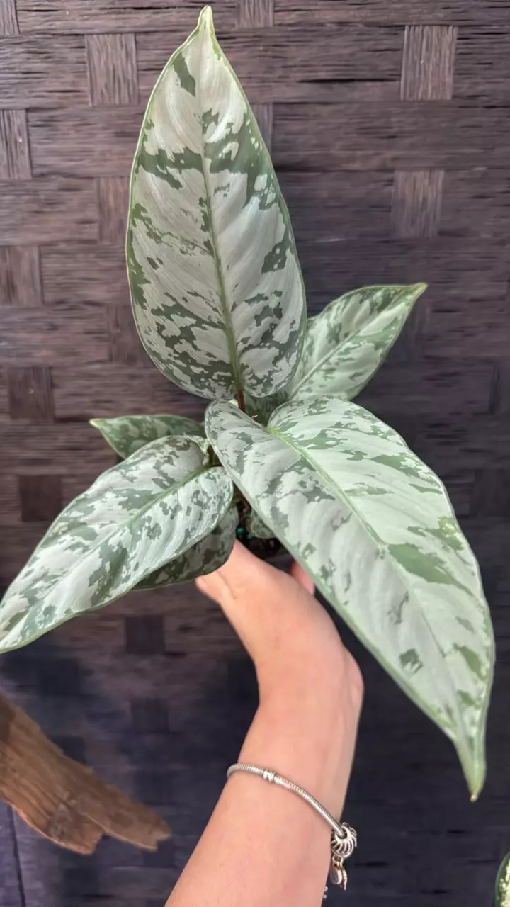 plant/Apoballis Acuminatissima Lavallaei 4”-0