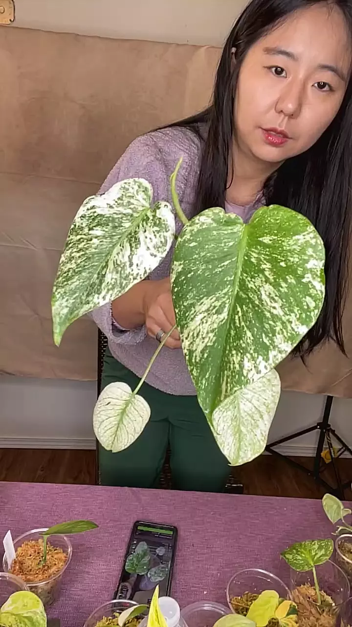 plant/A23 monstera mint / white monster-0