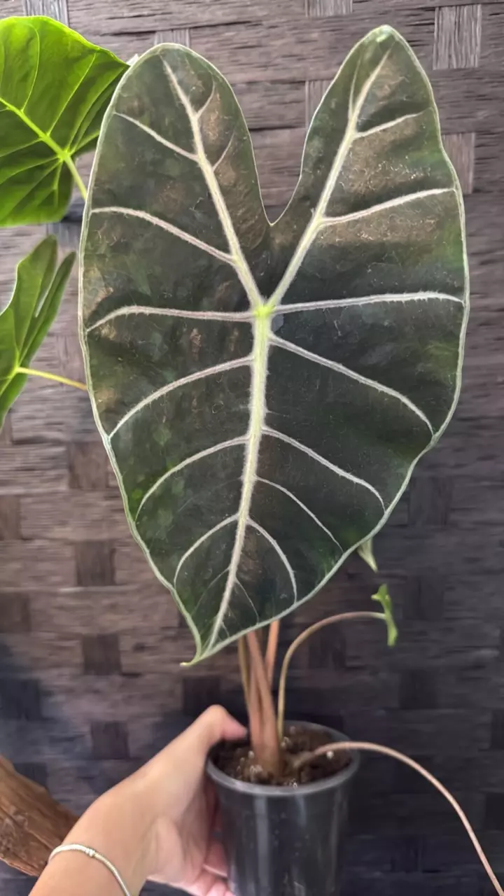plant/Alocasia Longiloba Purple Vein-0