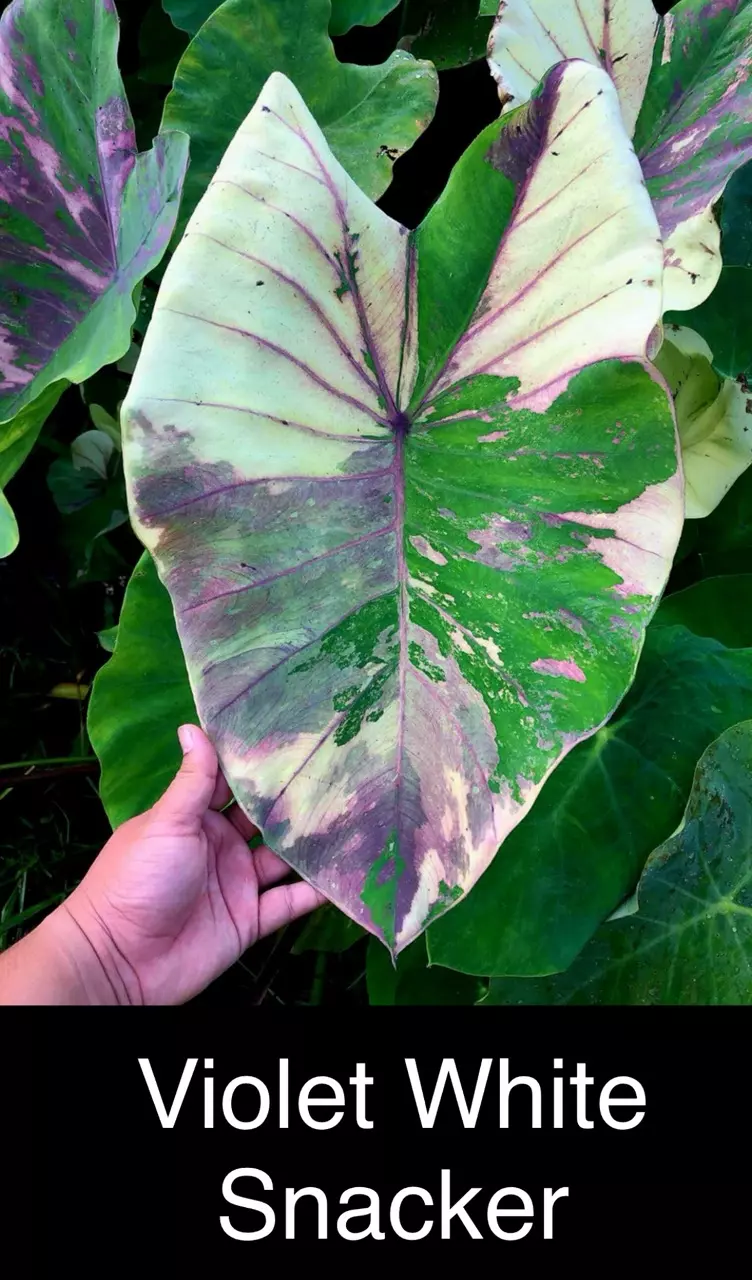 plant/violet White Snacker Colocasia-1