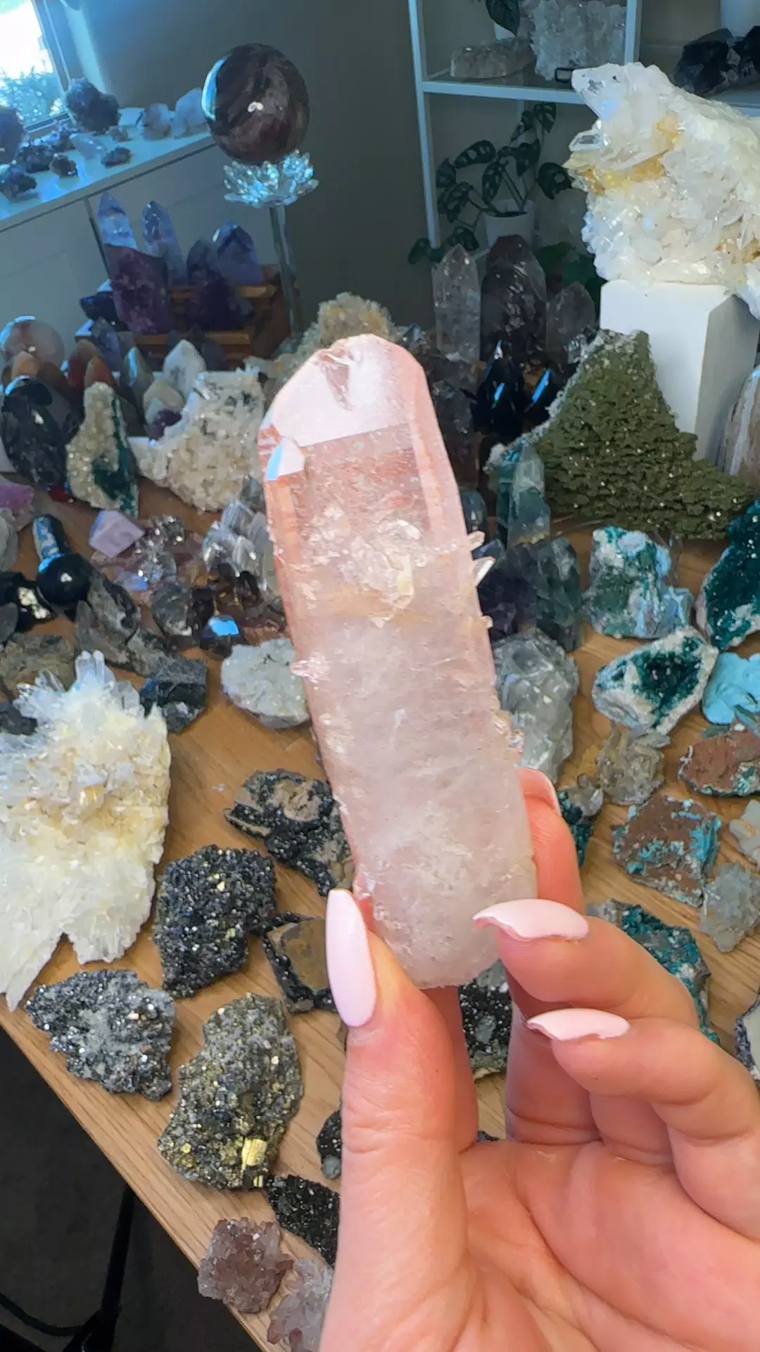 plant/Scarlet temple pink Lemurian-0