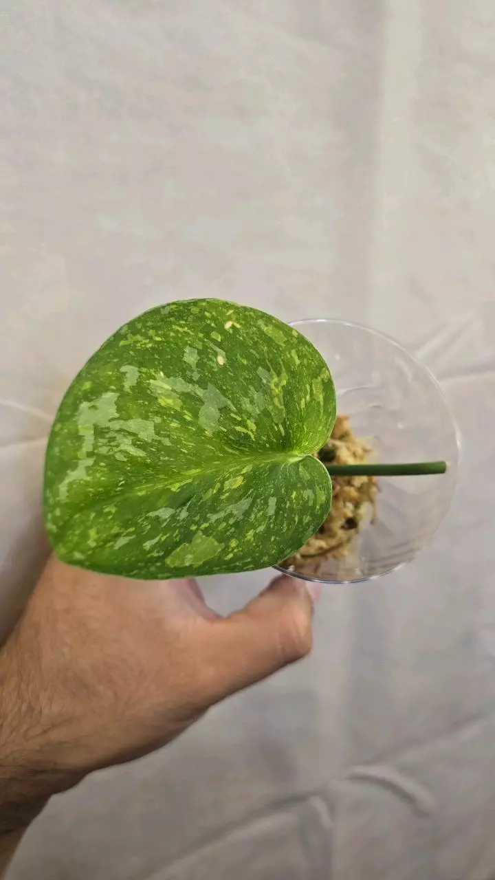 plant/Scindapsus Baticon A05-0