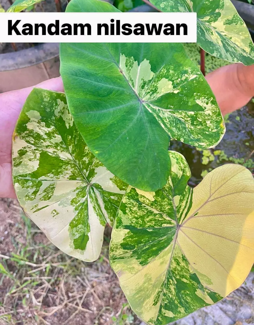 plant/Kandam Ninsuwan colo-1