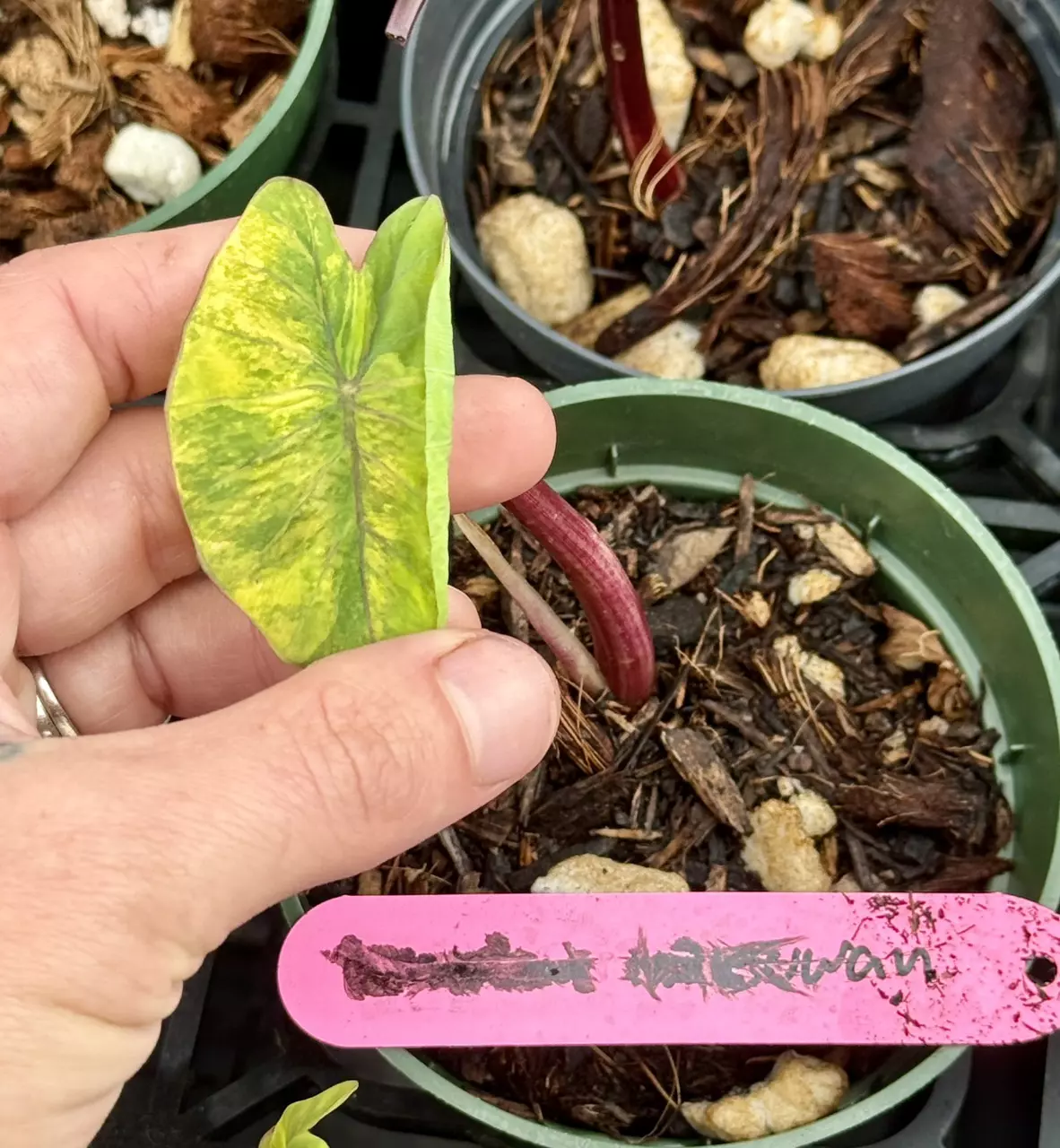 plant/Kandam Ninsuwan colo-0