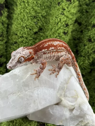 plant/Garg 233 RTB-0-thumbnail