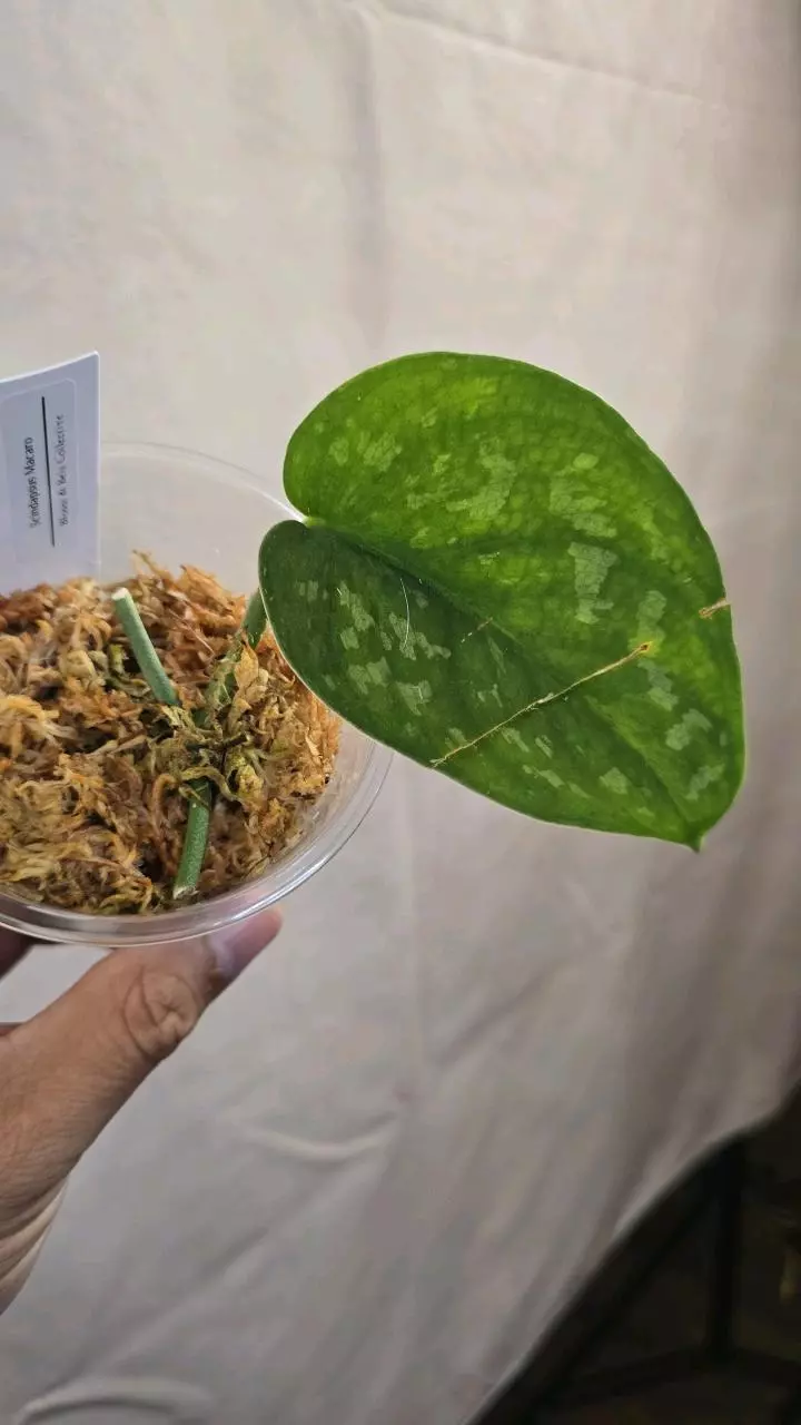 plant/Scindapsus Macaro A08-0