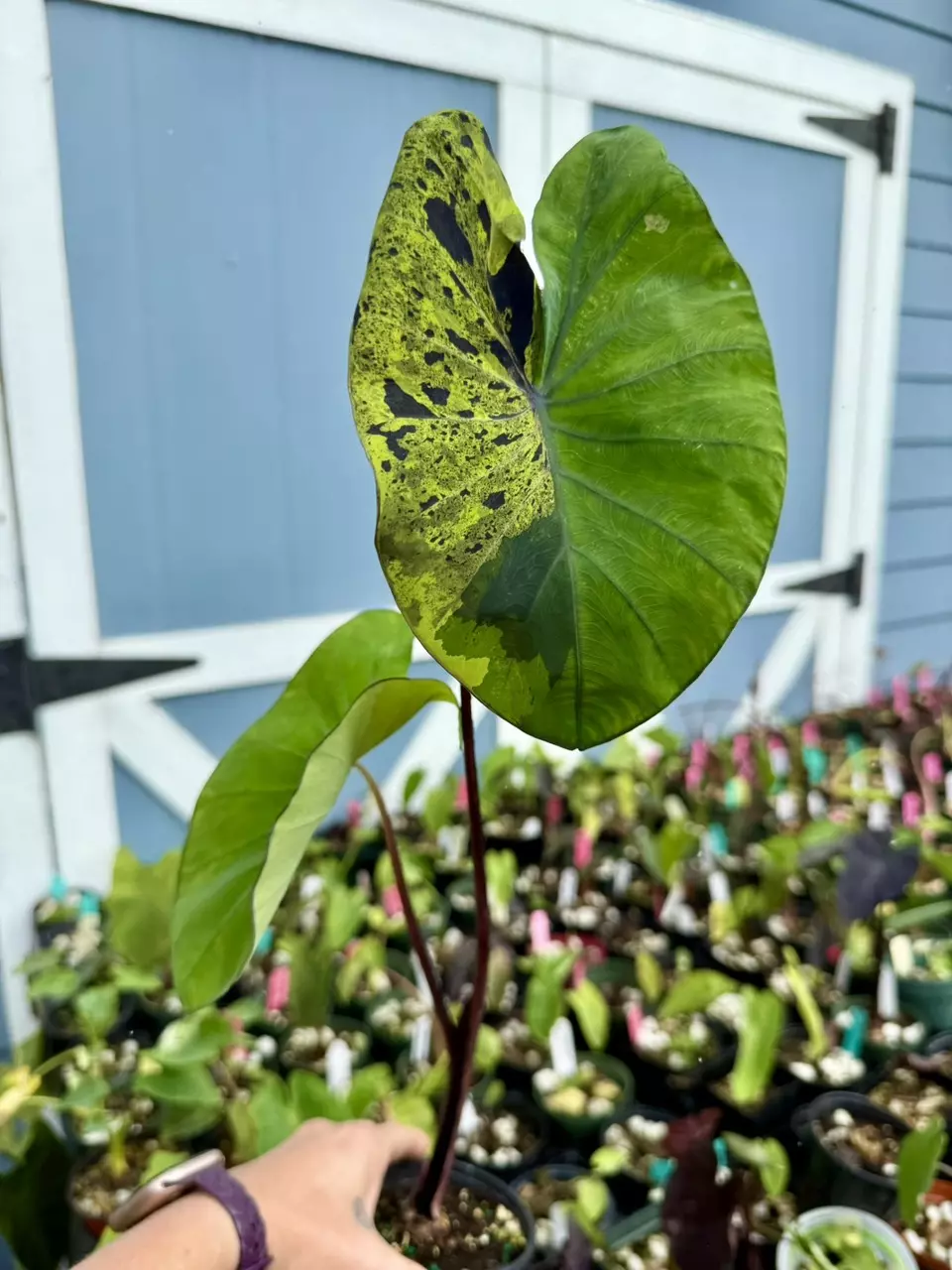 plant/mojito Colo-0