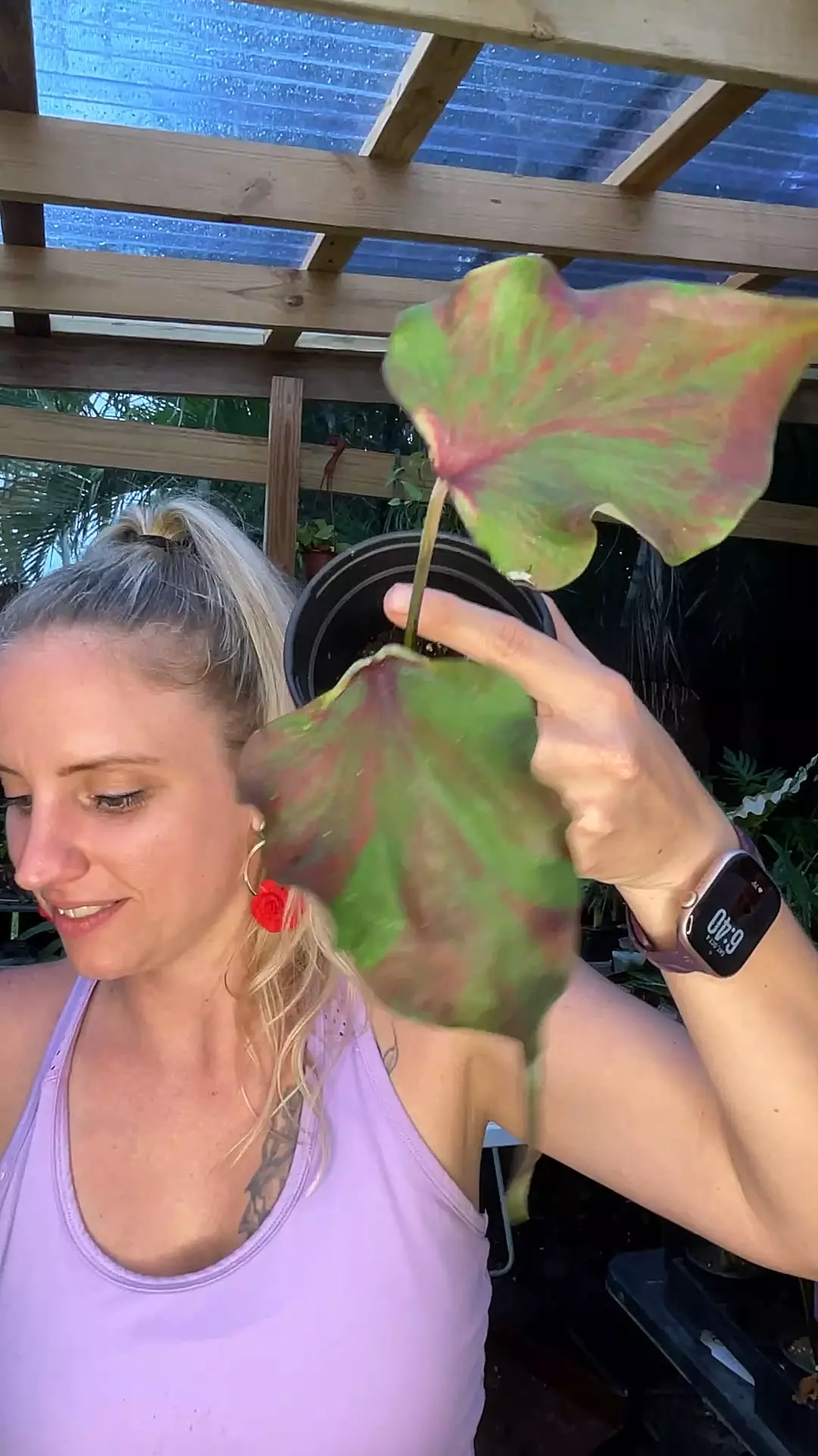 plant/green and red Thai caladium #20-0