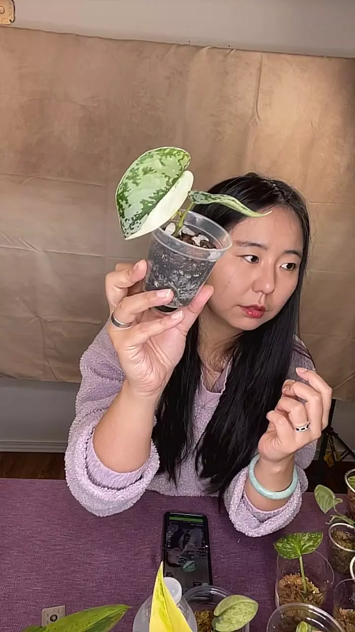 plant/A19 Mariposa-0