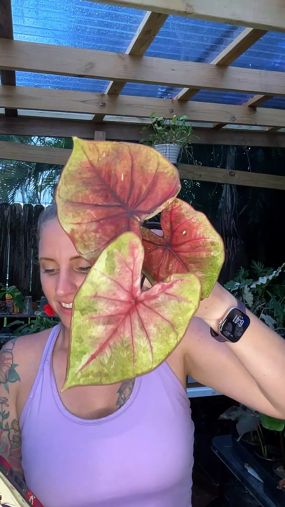 plant/Thai caladium #21-0