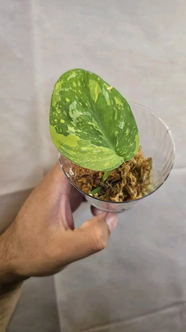 plant/Scindapsus Baticon A04-0