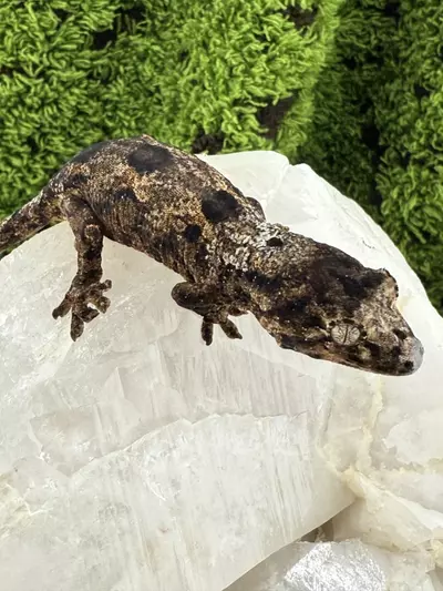 plant/Pine 448-0-thumbnail