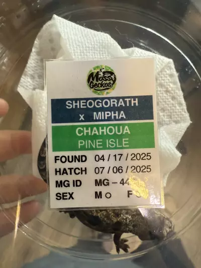 plant/Pine 448-1-thumbnail