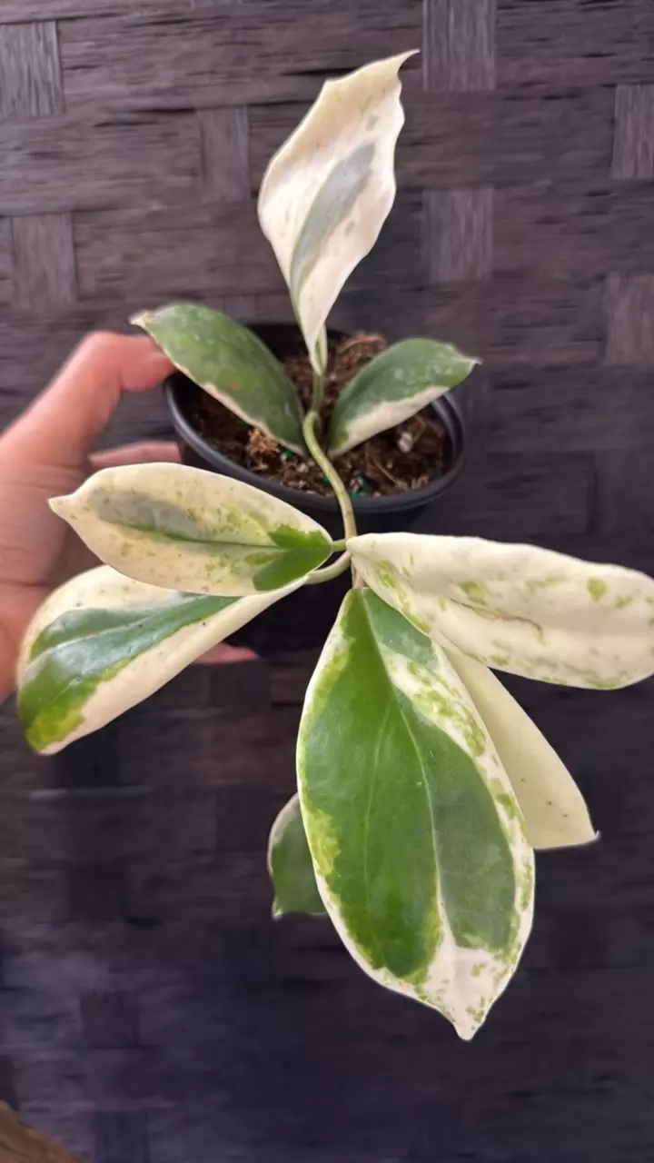 plant/Hoya Incrassata Albo 4”-0