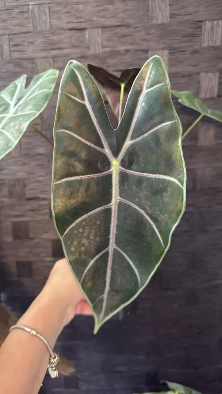 plant/Alocasia Longiloba Purple Vein-0