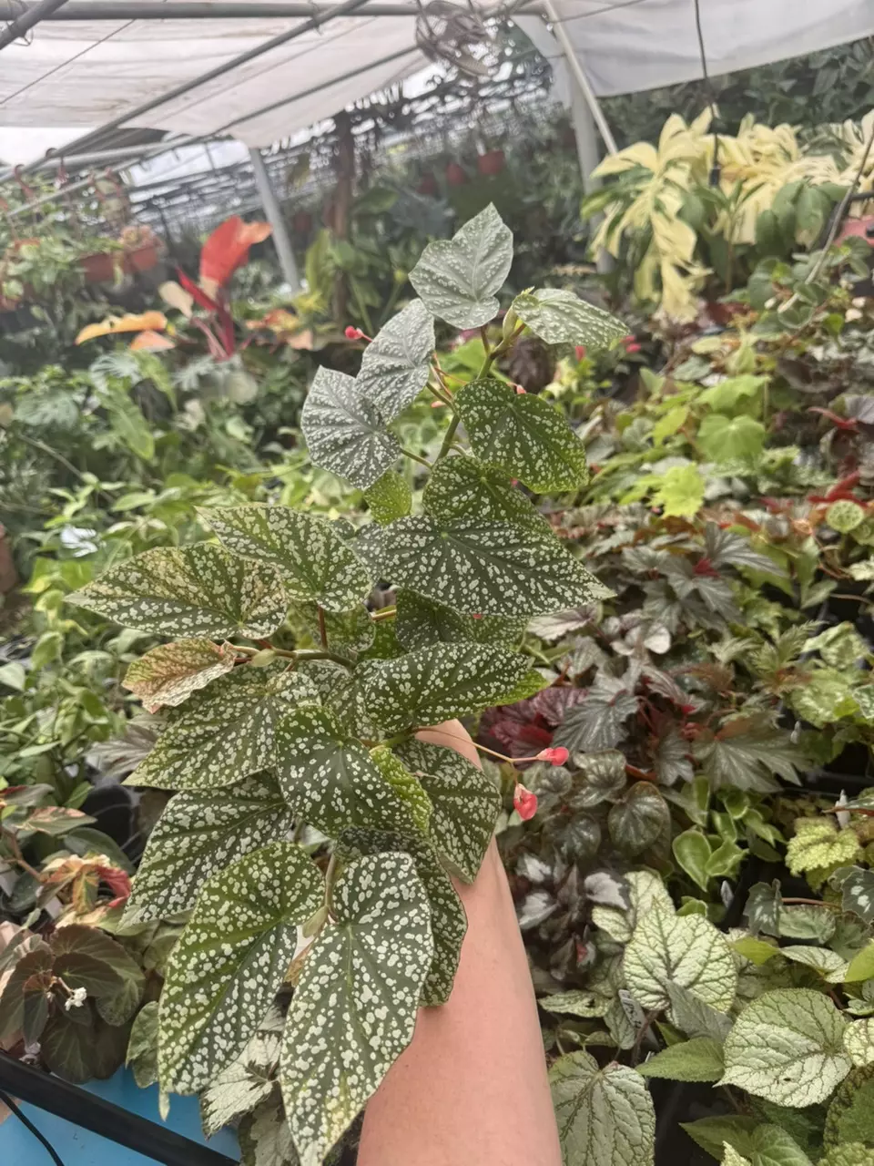 plant/PS-5591 Begonia ‘Snow Capped’ (Variegated)-0