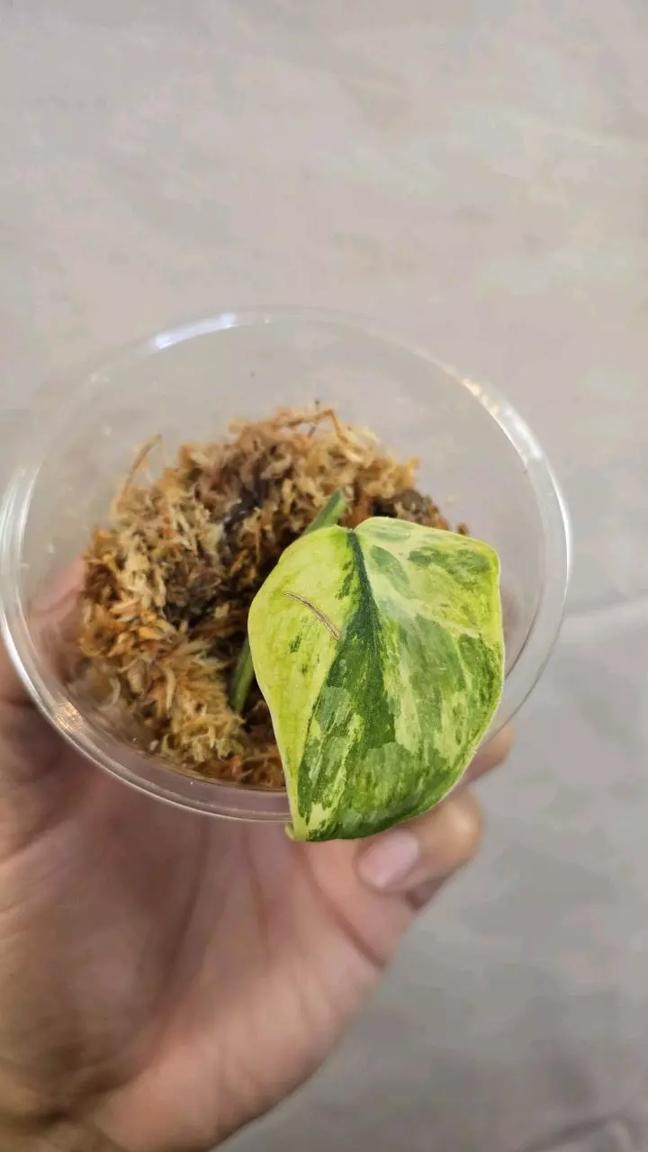 plant/Scindapsus Exal A03-0