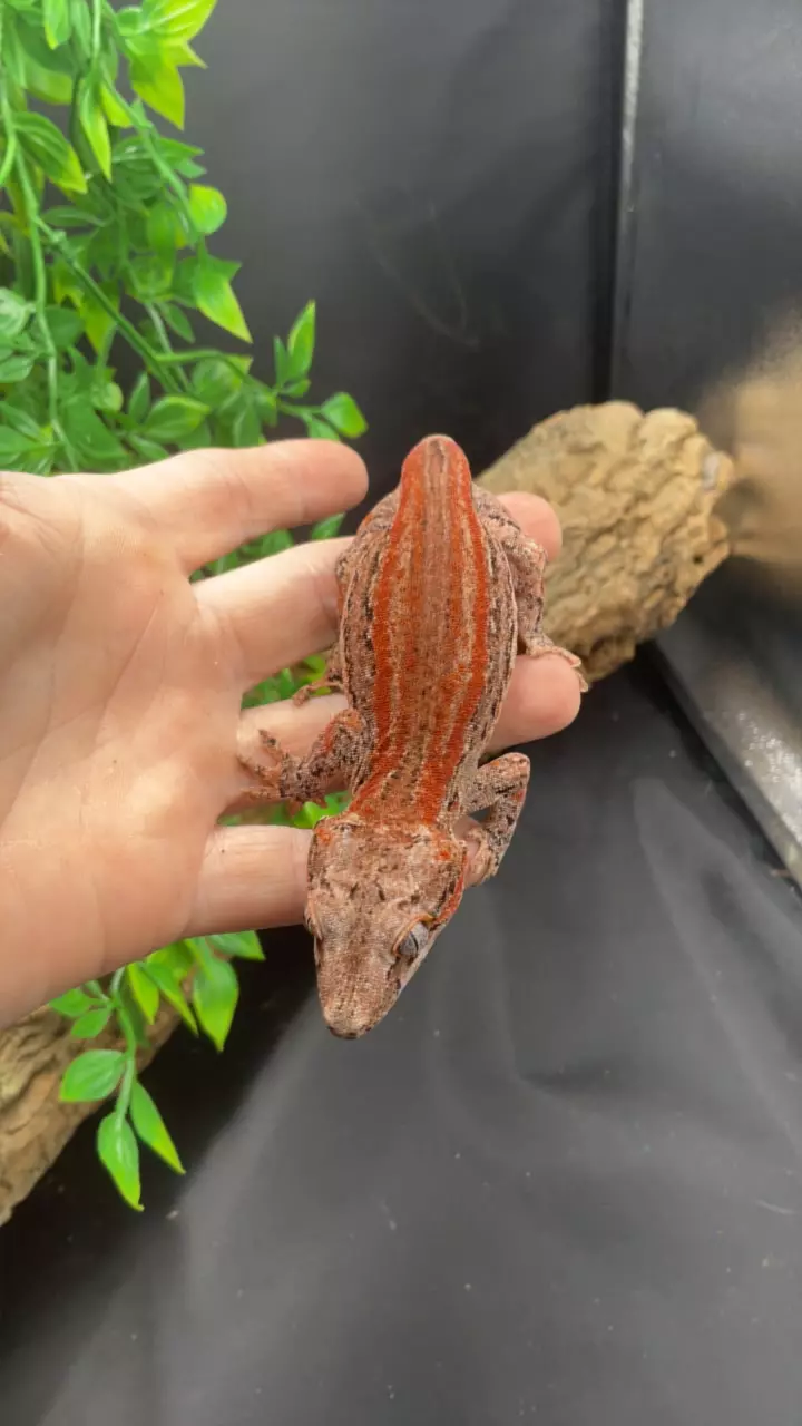 plant/260 Luna X Twizzler Make stripe garg by Cosmic Ex 28g-0
