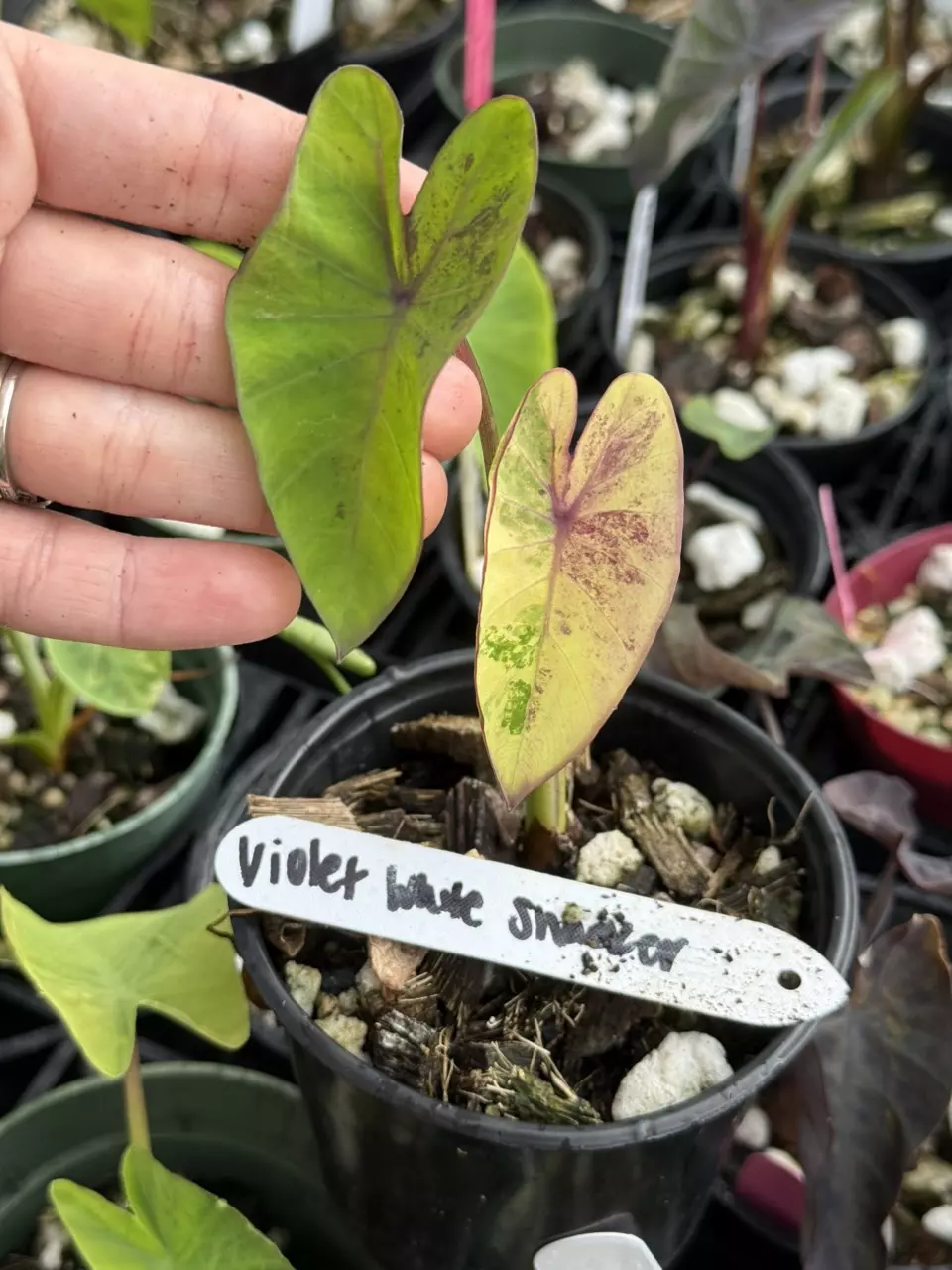 plant/violet White Snacker Colocasia-0