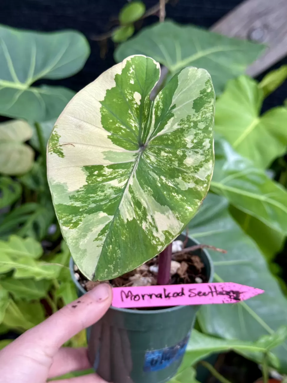 plant/Morrakod Seethong-0