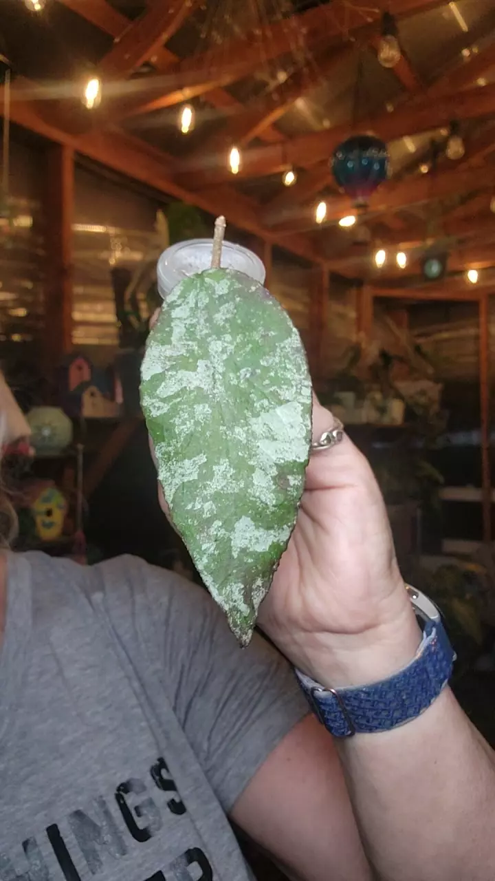 plant/caudata silver-0