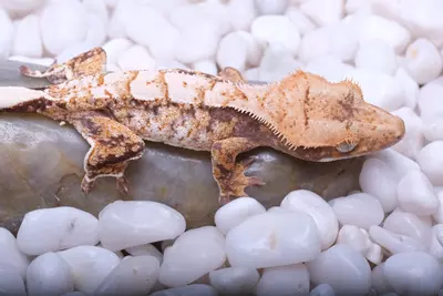 plant/LOZI05 - 10.8 grams Pores out of Lottie x Zion-0-thumbnail