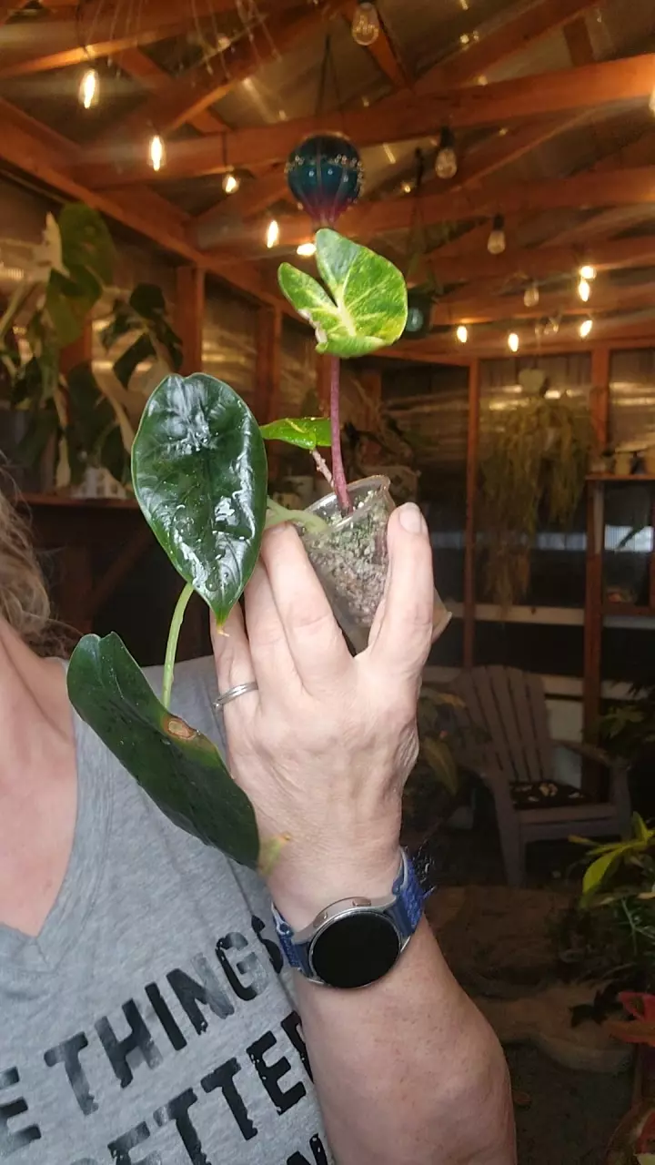 plant/2fer alocasia new guinea gold and green unicorn-0