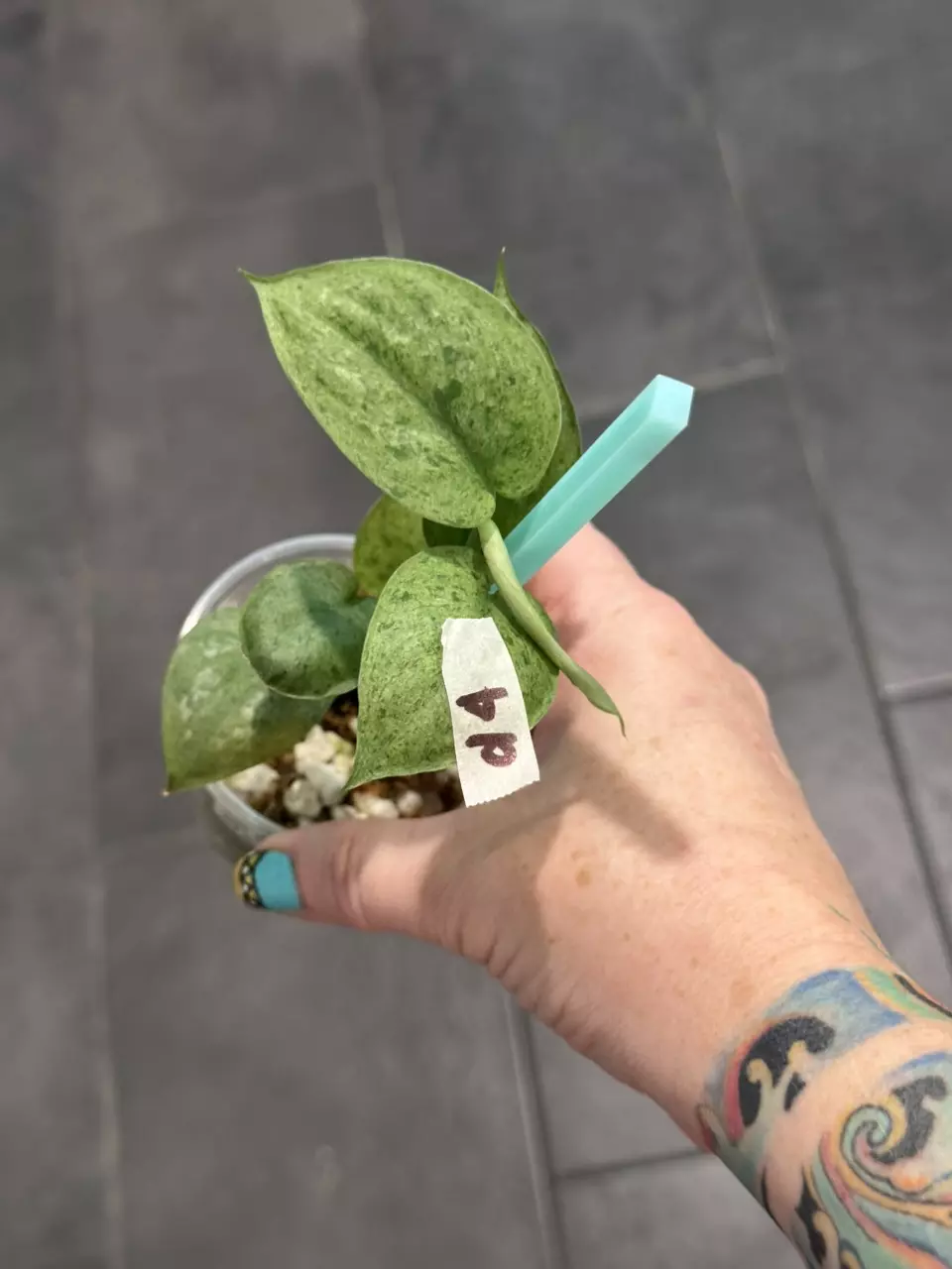 plant/d4. exotica mojito-0