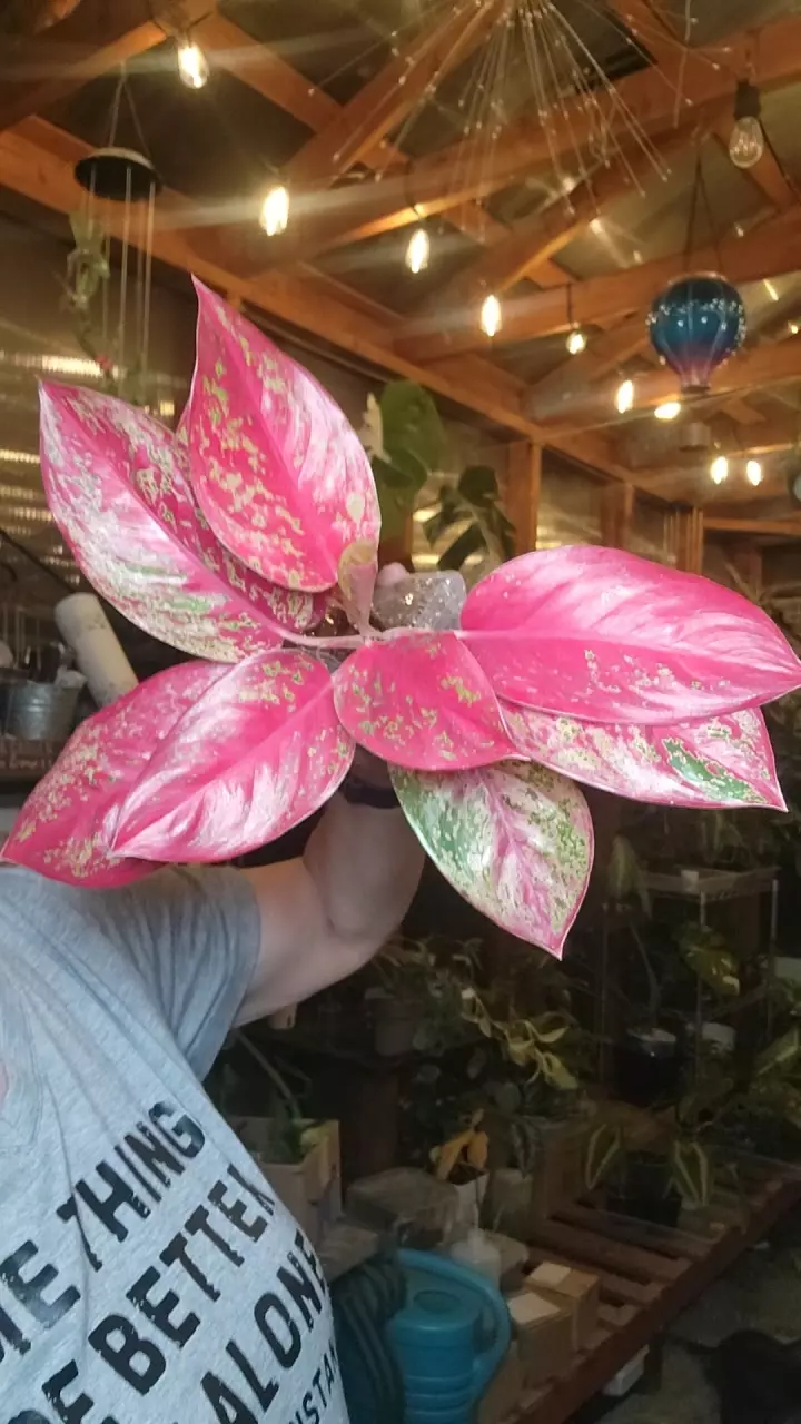 plant/suksom aglomema-0