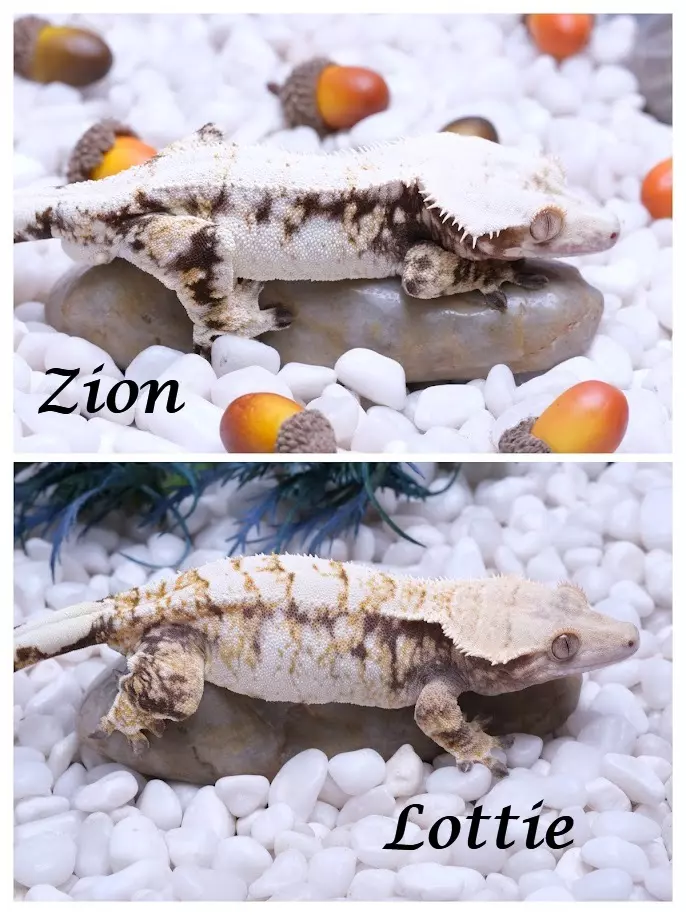 plant/LOZI05 - 10.8 grams Pores out of Lottie x Zion-2