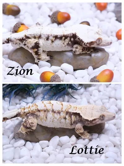 plant/LOZI05 - 10.8 grams Pores out of Lottie x Zion-2-thumbnail